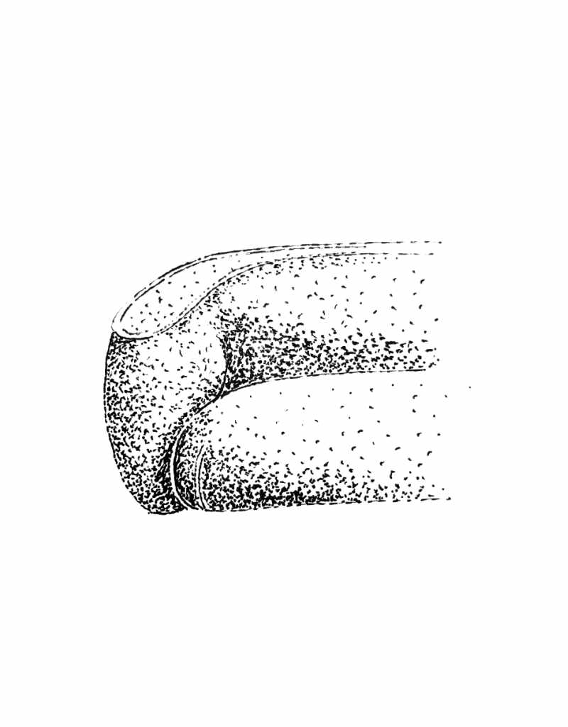platan sketch